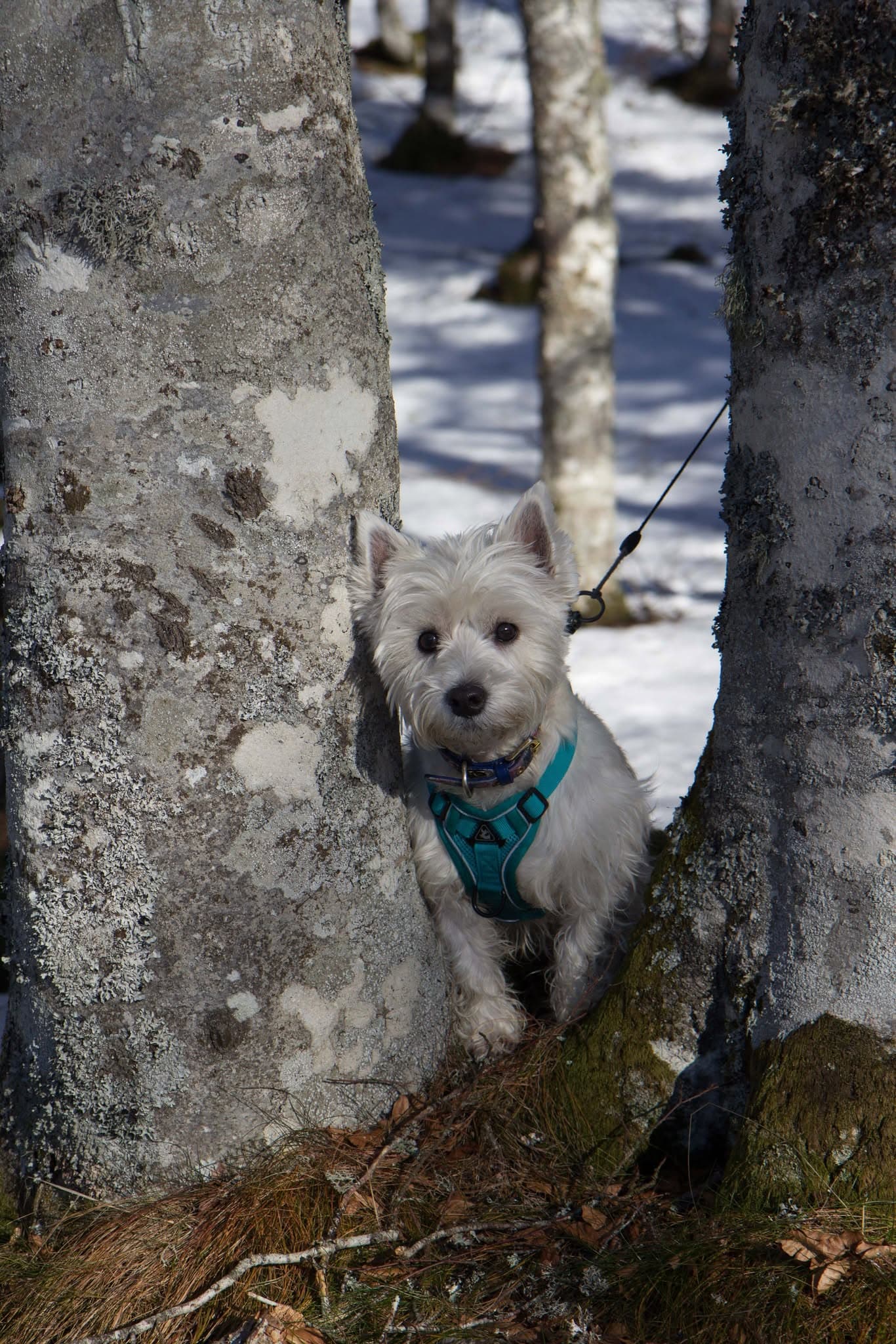 Balade avec un chien dans le Massif du Sancy