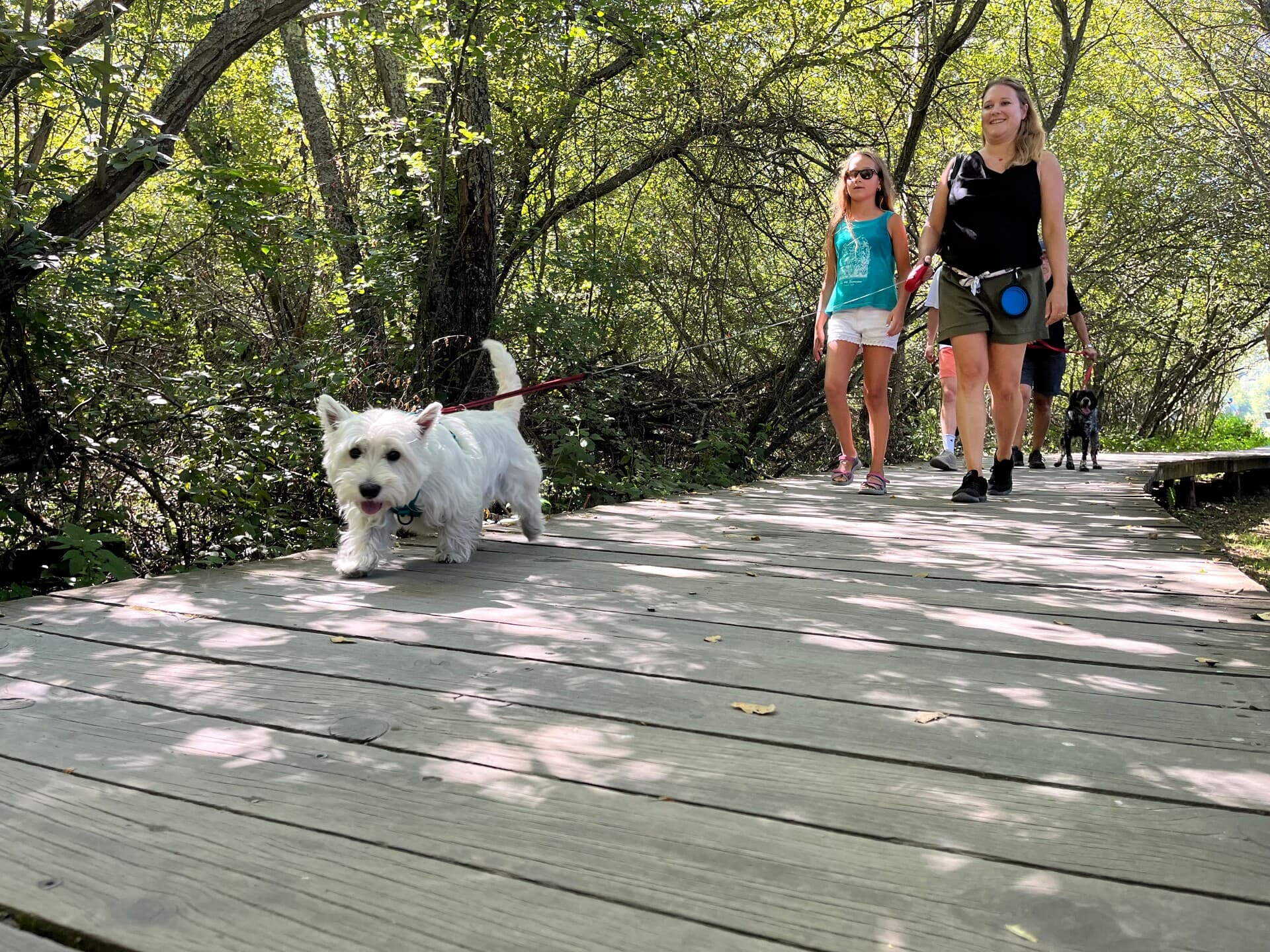 Balade en famille avec un chien dans le Massif du Sancy