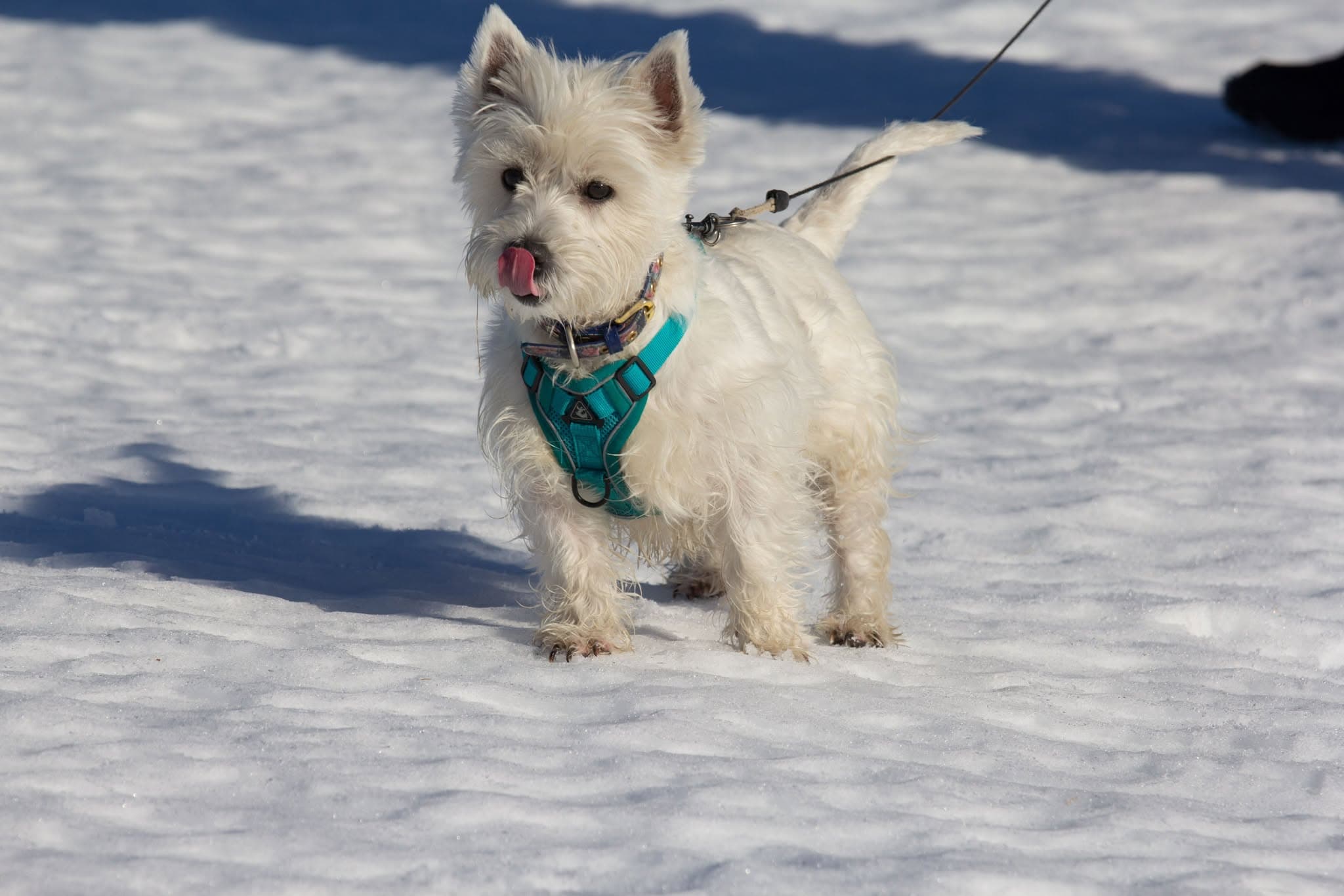 Balade en hiver avec un chien dans le sancy